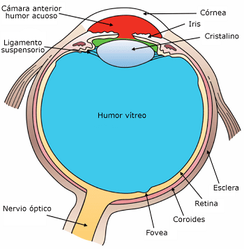 Medios de refracción del ojo humano
