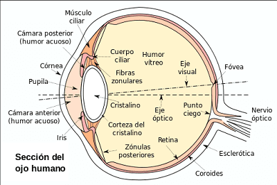 Sección del ojo humano
