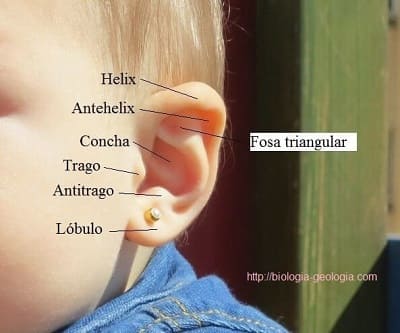 Partes de la oreja