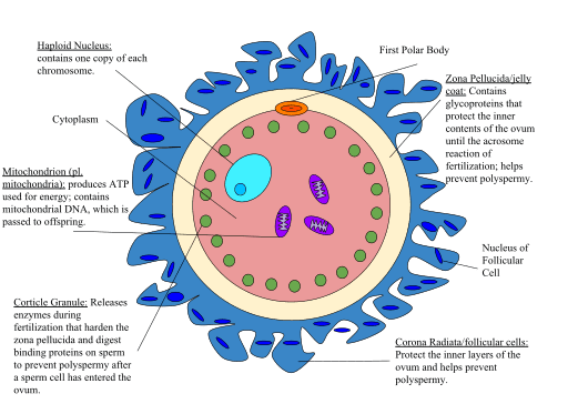 Estructura y partes del óvulo