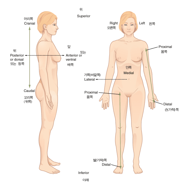 Posición anatómica y posiciones relativas