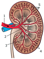 1. Arteria renal, 2. Arteria segmentaria, 3. Arterias interlobulares del riñón, 4. Arterias arcuatas o arciformes, 5. Arterias interlobulillares.