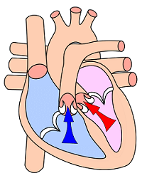 Sístole ventricular
