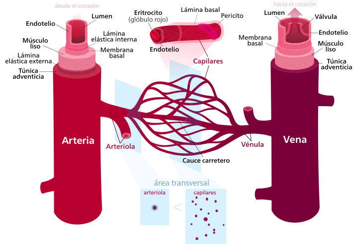 Vasos sanguíneos: Las arterias se dividen en arteriolas, éstas en capilares. Los capilares se reúnen en vénulas, y éstas se agrupan en venas
