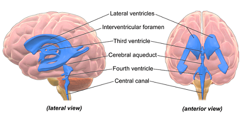 Ventrículos cerebrales