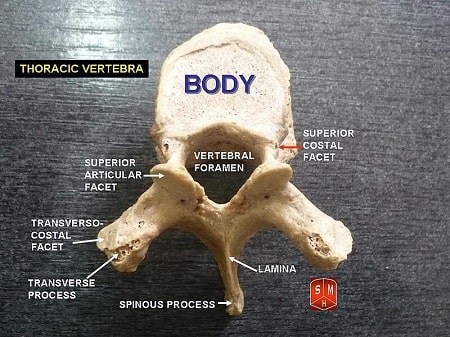 Vértebra torácica o dorsal