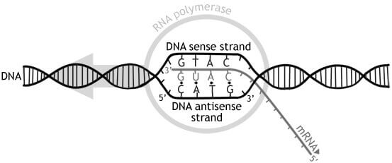Se muestra la orientación antiparalela de las cadenas de ADN y la producción de ARN por acción de la enzima ARN polimerasa