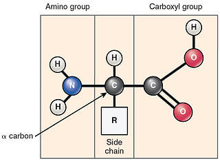 Estructura de un aminoácido