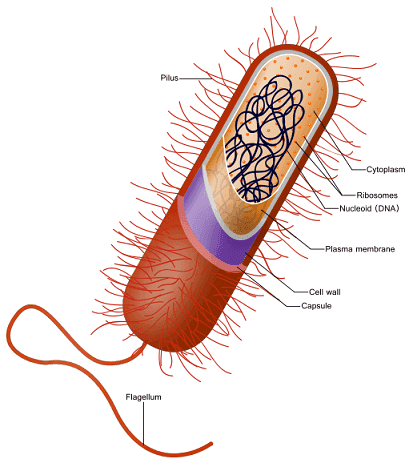 Prokaryote cell.svg