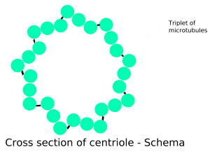Los centriolos entán formados por 9 tripletes de microtúbulos
