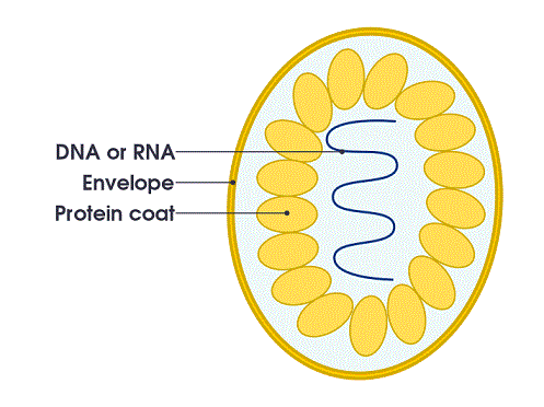 Estructura de un virus