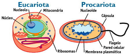 Comparación entre una célula eucariota y otra célula procariota