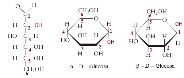 Glucosa: forma lineal y ciclada.
