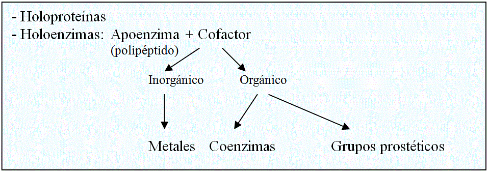 Las holoenzimas están formadas por el apoenzima (polipétido) y el cofactor.