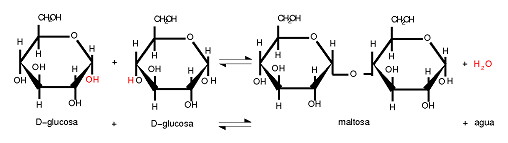 Reacción de síntesis de la maltosa