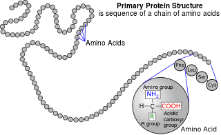 Protein primary structure