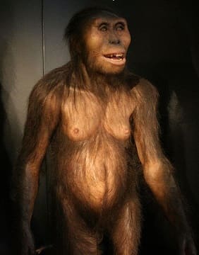 Australopithecus afarensis
