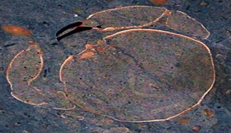 Cangrejo fósil