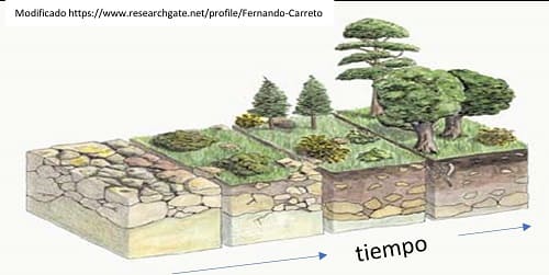 Etapas de la formación de un suelo