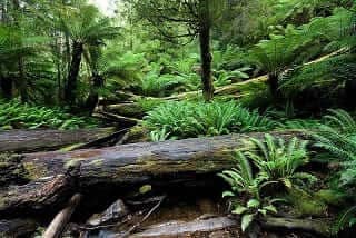 Helechos y árboles del Parque Nacional Mount Field (Tasmania, Australia), dando una idea de cómo podría haber sido un bosque tropical carbonífero.